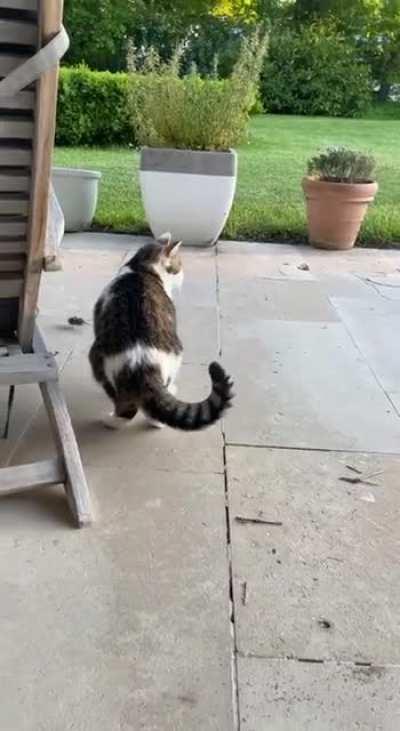 He's doing his best..