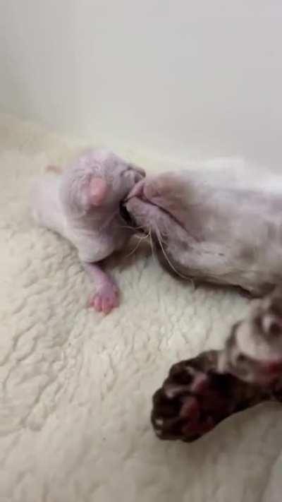 I have never seen something so illegal