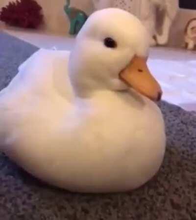 A tired duck slowly losing their fight with sleep