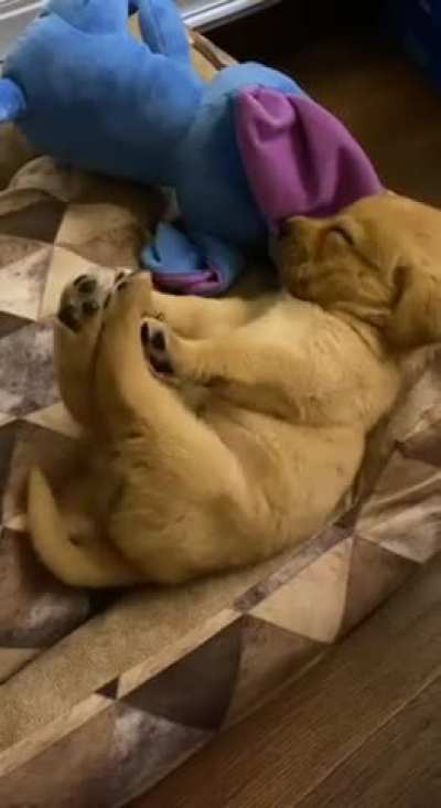 sOMEONE MuRDErED ThIS PUPPY, hER bOdy is gOInG INTO RIgoR MOrTIsS!