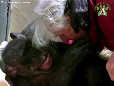 59-Year-Old Chimpanzee saying goodbye to an old friend
