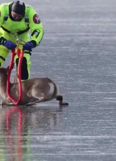 Firefighters rescue a deer trapped on a frozen lake