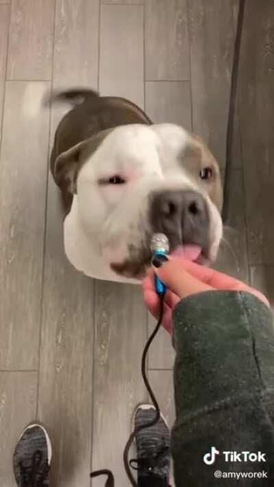 A cute puppy Boi giving an interview