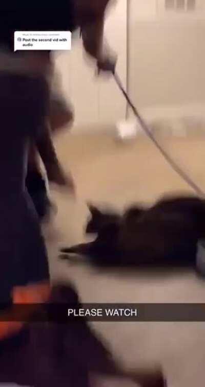 I swear this cat just did two bullet jumps!