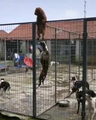 Climbing over a fence