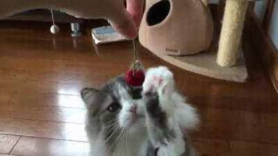 Mustn’t harm the delicate cherry!