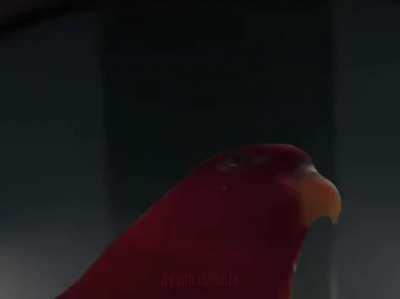 Star Wars: O Retorno De Birb