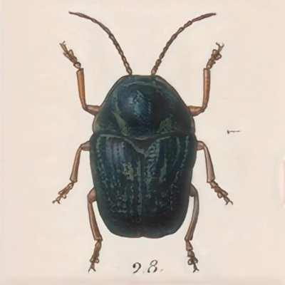 A beetle generator made by machine-learning thousands of Public Domain illustrations