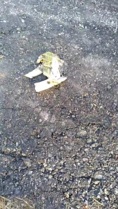 This banana tasted bitter so we ran over it