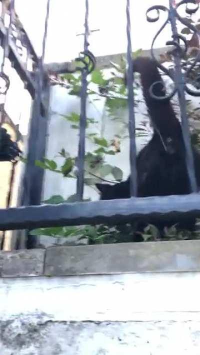 Neighbourhood stray peed on me😤😖🐾