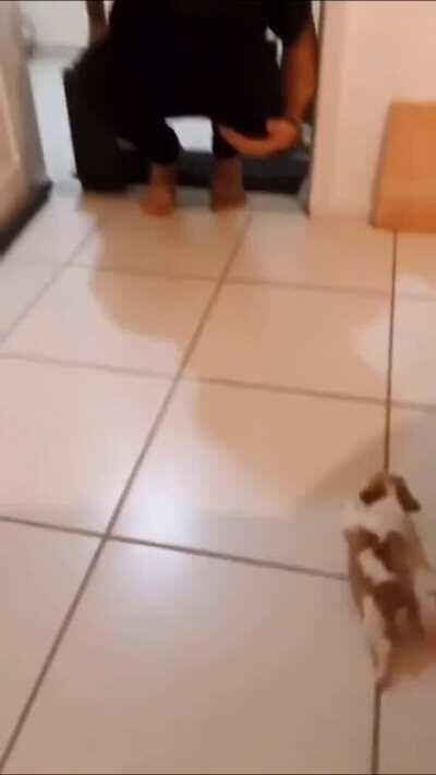 wee little puppy says “welcome home” with every wiggle it has