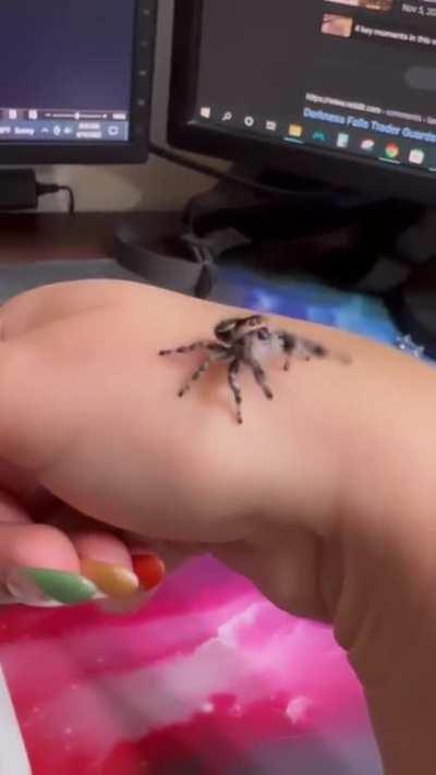 Doo doob bi doo dooo dooo