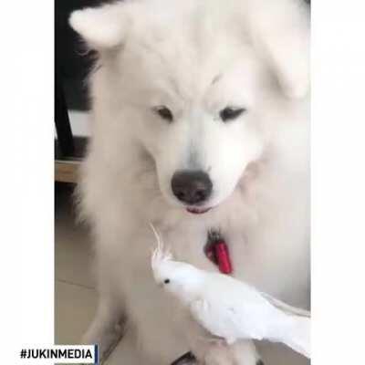 Dog offered their paw and gently held their owner's pet bird