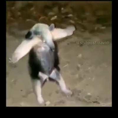 Cachorro esquisito do muquinha no fim da live