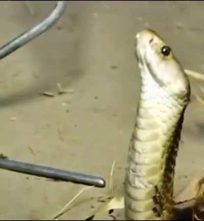 You're not mad, you just want some sprite