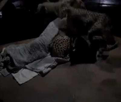 Sometimes even the wild ones need a hug