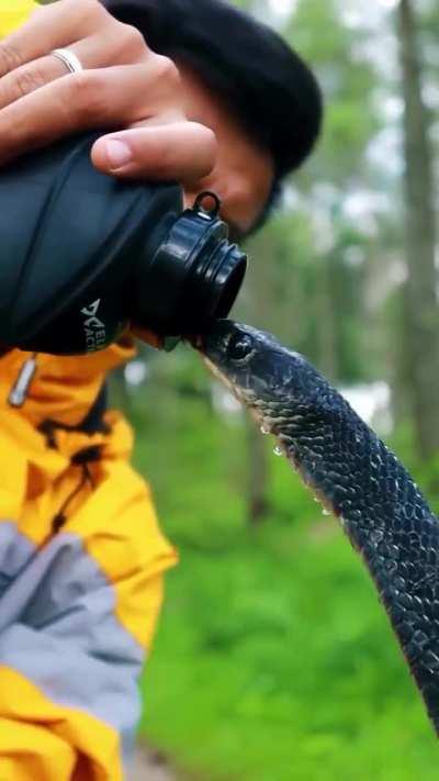 Man gently pours water for a snake to quench its thirst