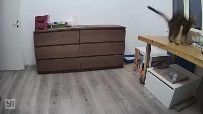 Unexpected box ruining a purrfect catculation