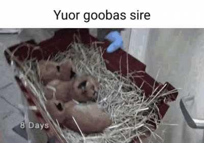 Le goobas have arrived