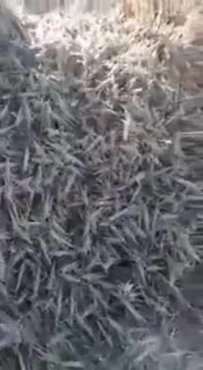 Locust swarm, Pakistan