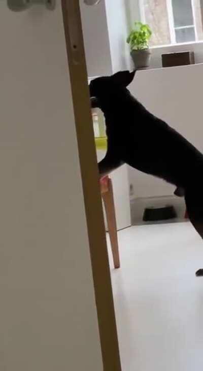 It’s evolution, baby!