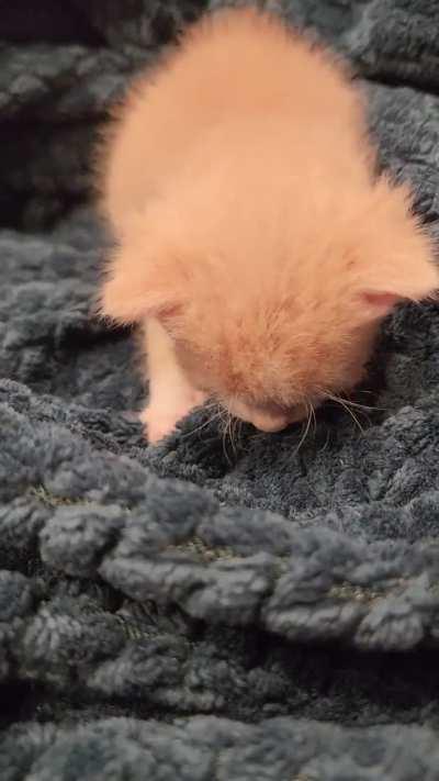 Biscuit is 3 weeks old today and his punishment for being so cute is....making biscuits