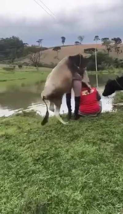 What color was the grass?