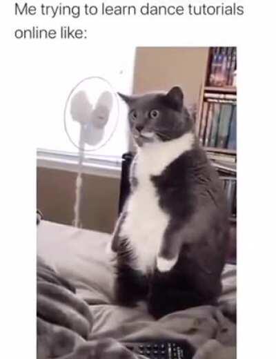 Dances in chonk