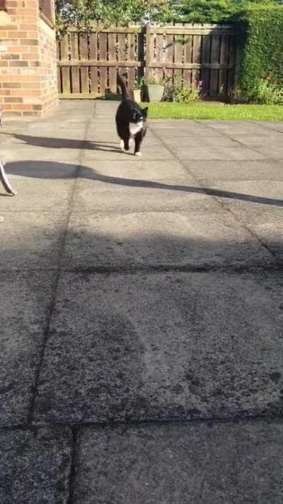 Her belly wobbles when she walks