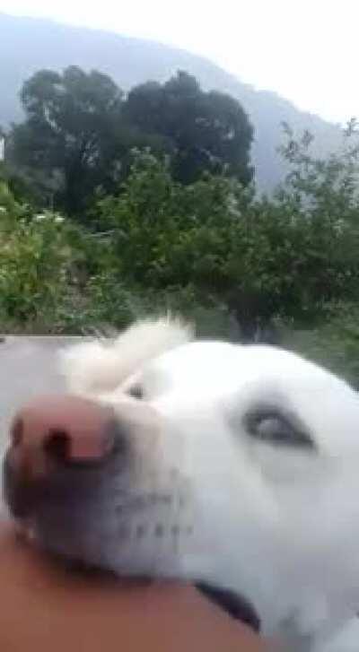 Trying to fist bump a dog