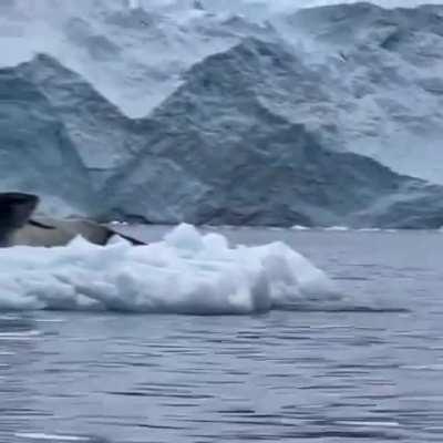 The exact moment the penguin realized.