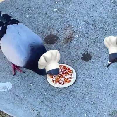 Thanks, I hate pigeon pizza