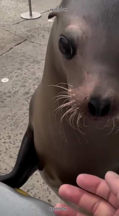 FOCA SE BUGEA EN RESERVA ECO DE ARGENTINA