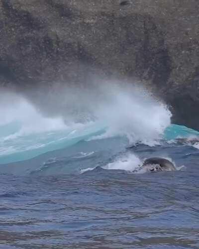 Sea lions riding the wave