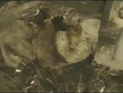 rescue of wounded Ukrainian by Drone❤️‍🩹❤️🇺🇦🇺🇦🇺🇦🇺🇦🫡