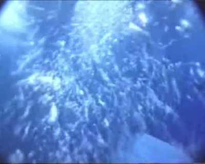 Tourist divers (passengers of MS Seaward) dive under the ship’s stern without telling the crew. She started engines and began running in preparation for departure in 1 h. Close call!