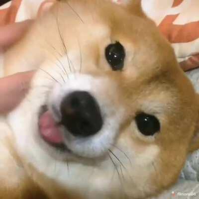 Such handsome, much wow