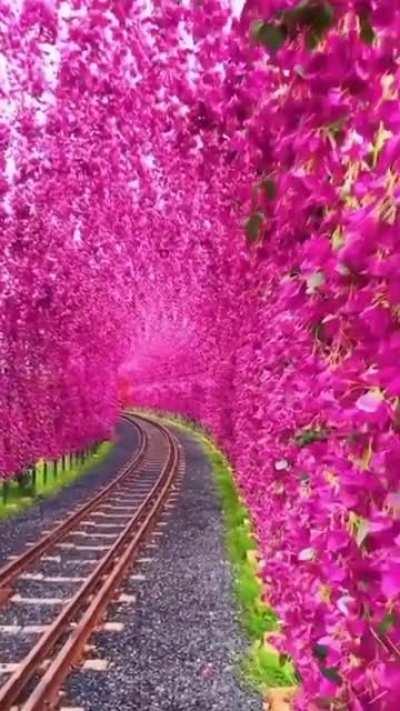 🔥 Magical tunnel of Bougainvillea blossoms 🔥