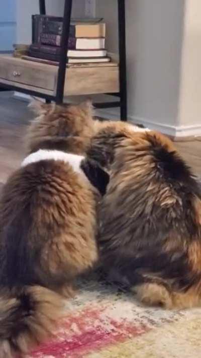 Never thought I'd end up as the third wheel in my own home but here we are