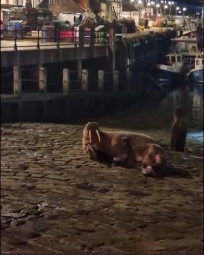 First time ever a Walrus shows up on local beach. The walrus then puts in a show for the people who came to watch