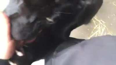 Эх был бы у меня такой кот...