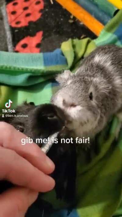 Severus is mad he's not getting antibiotics too 🤦