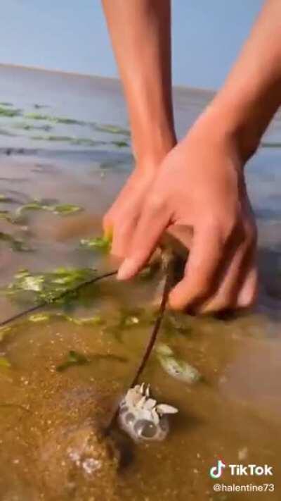 Lobsters are actually born with rubber bands around their claws.