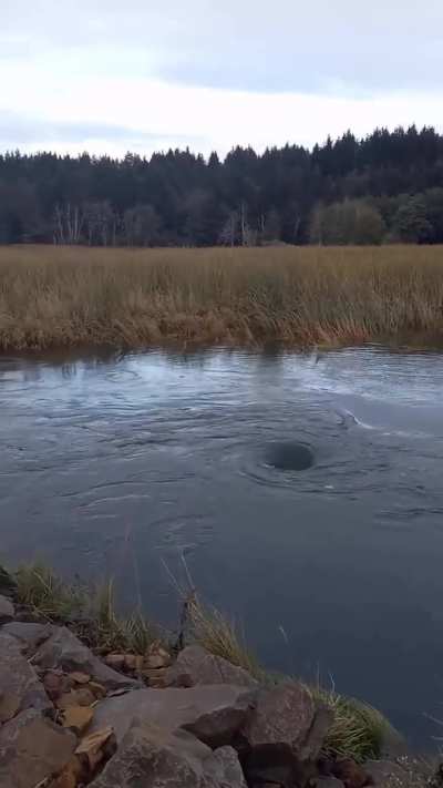 Whirlpool, log and guys