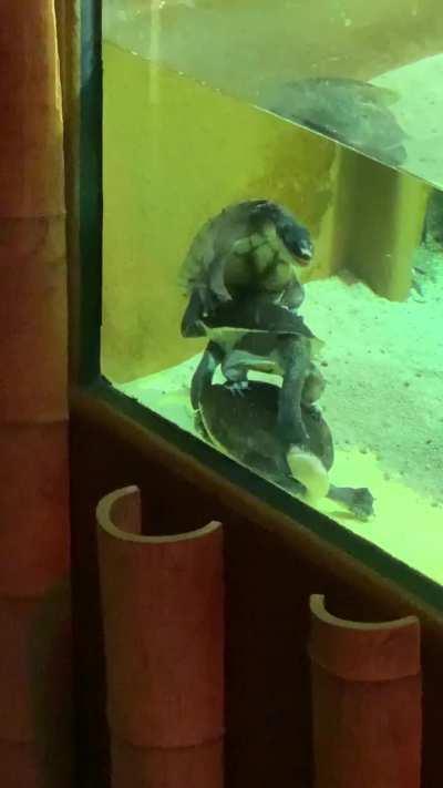 What are you doing, stepturtle?