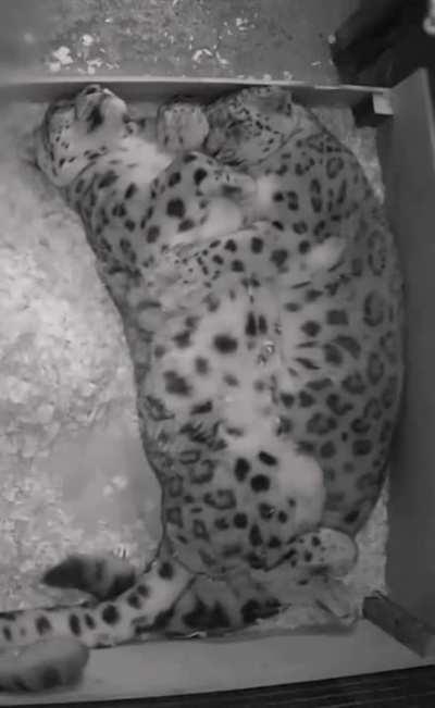 Snow leopards cuddling on a cold winter's night