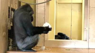 A young Gorilla playing around with snow
