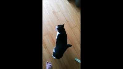 A yell compilation of my old buddy!