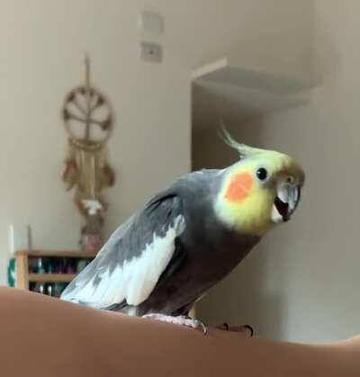 heres my birb