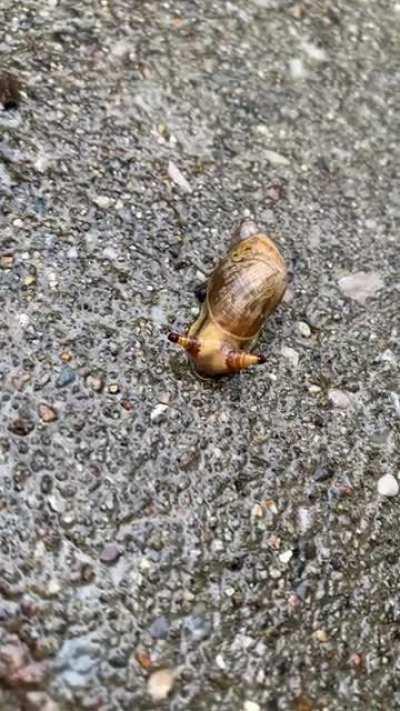 Is this a snail with a parasite?! Louisville, KY